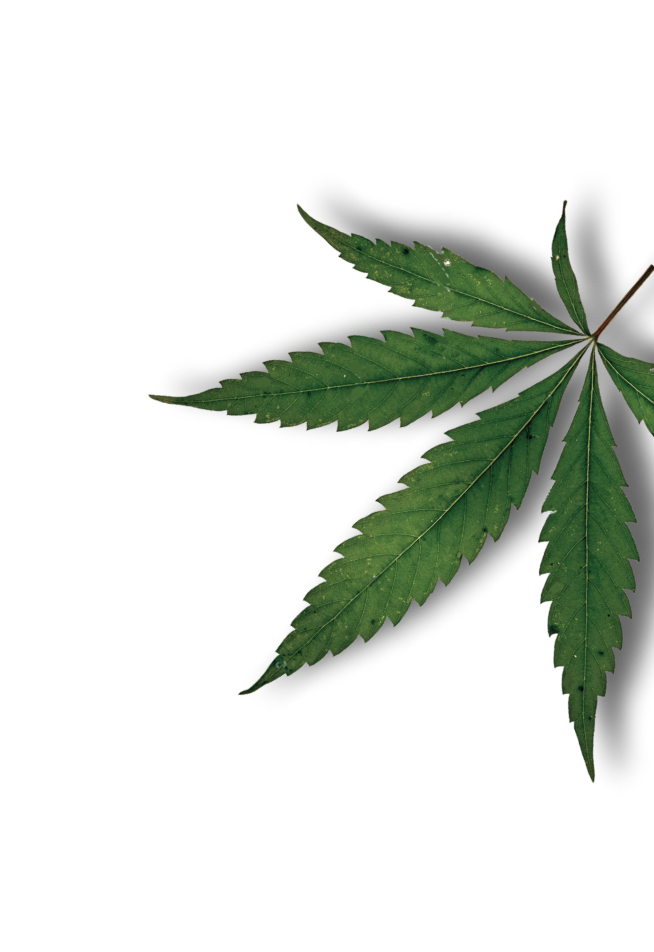 cannabis leaf on transparent background